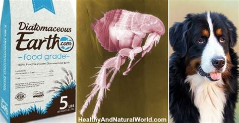 How To Use Diatomaceous Earth To Kill Fleas 4 Easy Steps