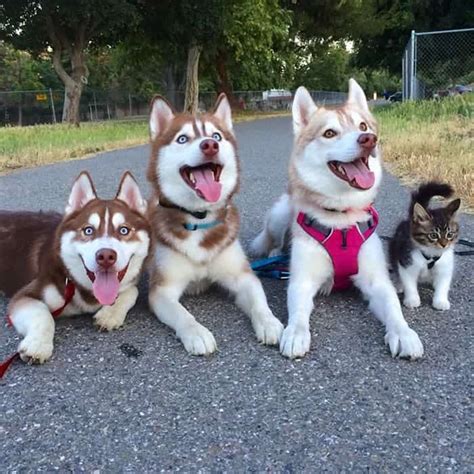 These Huskies And Their Adopted Cat Best Friend Will Melt Your Heart