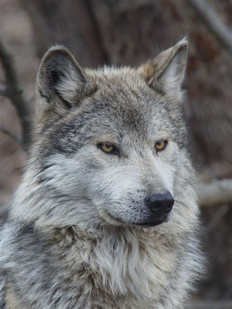 Mexican Gray Wolf Canis Lupus Baileyi By Don Burkett Mexican Gray