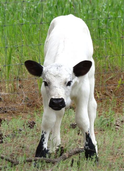 Pin De Dixie Loyal En British White Cattle Fotos De Vacas Vacas Y
