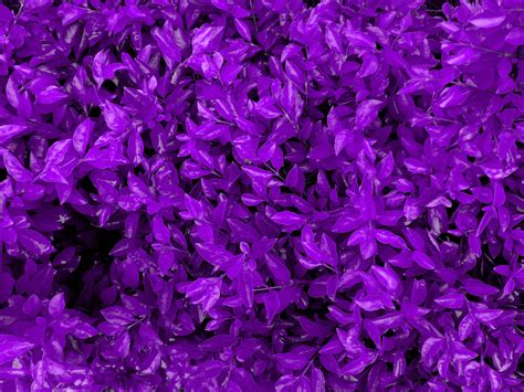 Purple Petaled Flowers Nature Hd Wallpaper Wallpaper Flare