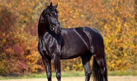 100 Beautiful Black Horse Names for Fillies & Stallions