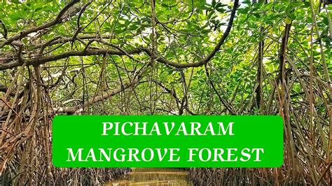 Pichavaram Mangrove Forest Worlds 2nd Largest Pondicherry