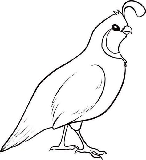 Valley Quail Coloring Page Color Luna Bird Coloring Pages Detailed