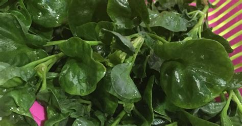 Bayam brazil atau brazillian spinach, nama saintifiknya althernanthera sissoo mungkin tidak berapa popular di negara kita, namun sayur ini mempunyai banyak khasiat yang ramai tidak tahu! 17 Khasiat Bayam Brazil - Cik Nor Blog's