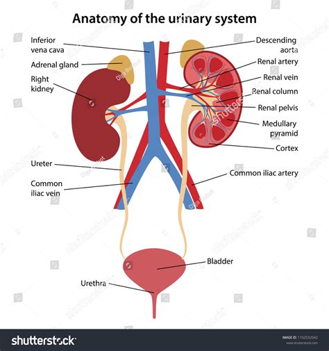 Human Kidney Diagram Labelled