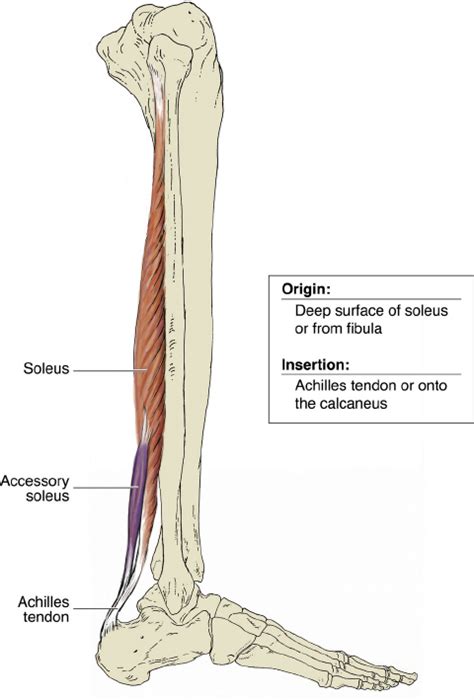 Anterior superior iliac spine insertion: Anatomy of the leg- Soleus! | Achilles tendonitis, Anatomy ...