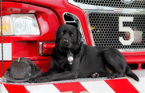 Firehouse Dog Story Best Friends Animal Society