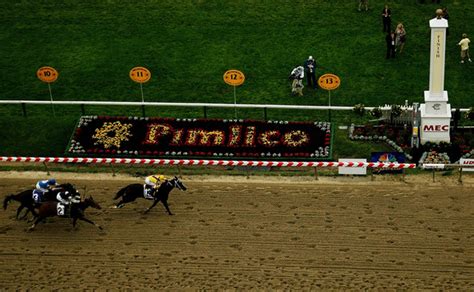 complete 2014 preakness stakes predictions picks and preview