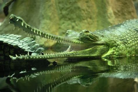Encyclopaedia Of Babies Of Beautiful Wild Animals The Baby Crocodile