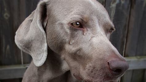 10 Ways You Are Hurting Your Dog Without Realizing Viralarticle