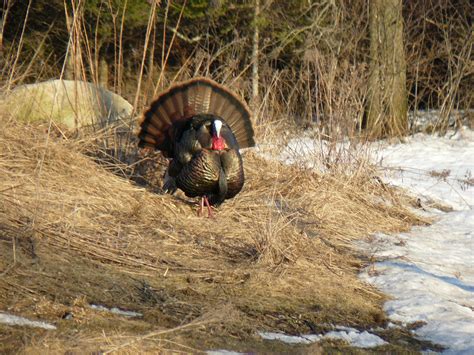 Vermonts Spring Turkey Hunting Starts Soon Outdoorhub