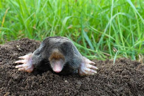 How To Get Rid Of Moles In The Garden 4 Easy Ways