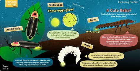 Firefly Insect Life Cycle
