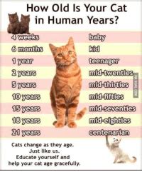 Many of them use a very simple calculation (e.g. How Old Is Your Cat in Human Years? 6 Months 1 Year 2 Y 5 ...