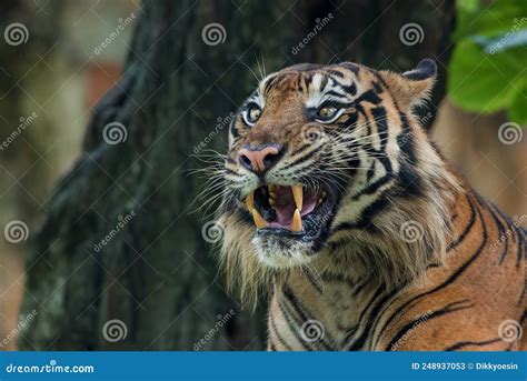 Close Up Photo Of A Sumatran Tiger Stock Image Image Of Wildlife