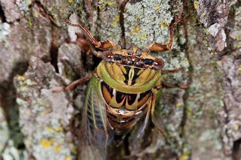 Annual Cicadas Missouri Department Of Conservation