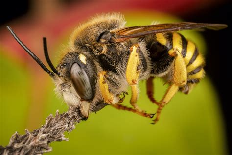 Should You Be Afraid Of Killer Bees Live Bee Removal