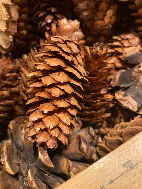 65 Pine Cone Assortment Colorado Ponderosa Blue Spruce Pine Etsy