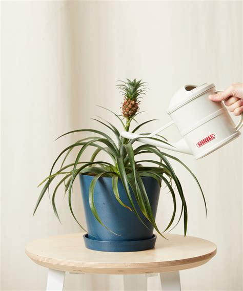 Buy Potted Bromeliad Pineapple Indoor Plant Bloomscape