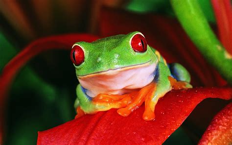 Red Eyed Tree Frog Full Hd Wallpaper And Background Image 1920x1200