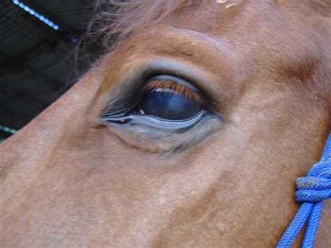 Please How Do I Treat A Stain On A Horses Eye That Shows Up And Fades