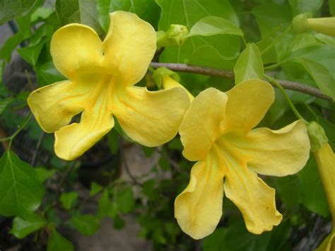 Yellow flowers found on this site, in order by the common name that is used for each species on this site. Five Facts: Cat's-claw vine in Florida - Florida Museum ...