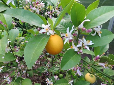 How To Transplant Your Meyer Lemon Tree Caramel And Parsley