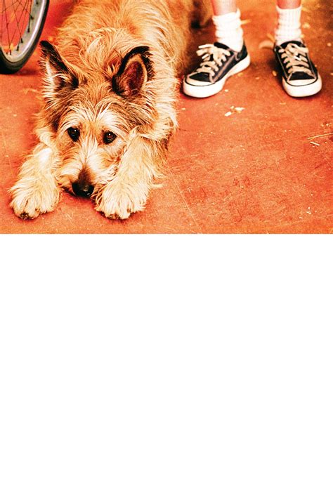 Because of Winn-Dixie (2005)