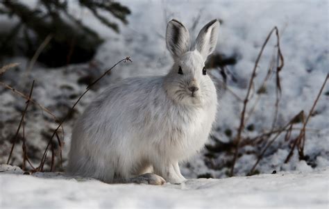 What Do Wild Rabbits Do During Winter Pet Keen