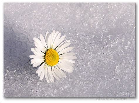 Daisy On Ice Snow Flower Margherita All Flowers Virtual Assistant