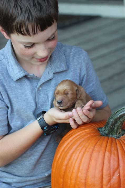 Why buy a golden retriever puppy for sale if you can adopt and save a life? Tiny newborn perfect AKC Golden Retriever puppies lovingly ...