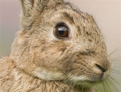 1350 x 1350 jpeg 102 кб. Rabbit information | Types of Rabbit | Grooming| Proper ...