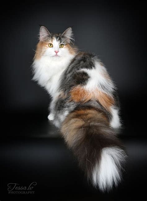 Calico Long Hair Probably Norwegian Forest Cat Catsbreedsmainecoon