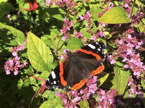 Butterflies At Hoe Grange Quarry Hoe Grange Holidays