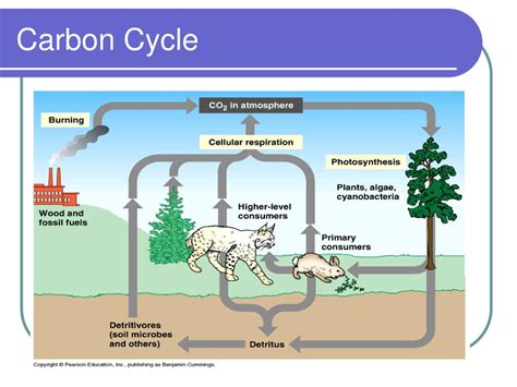 Ppt Ecological Cycles Powerpoint Presentation Free Download Id3110802