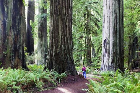 Best Of Californias Redwood Coast Itinerary