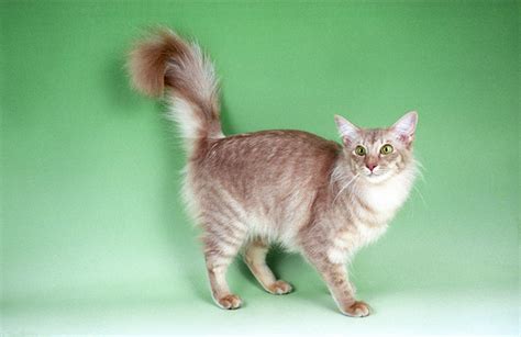 Javanese Cat Breed Information Cat Breeds At Thepetowners