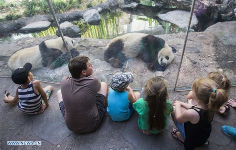 People Visit Panda Passage At Calgary Zoo In Calgary Canada Xinhua