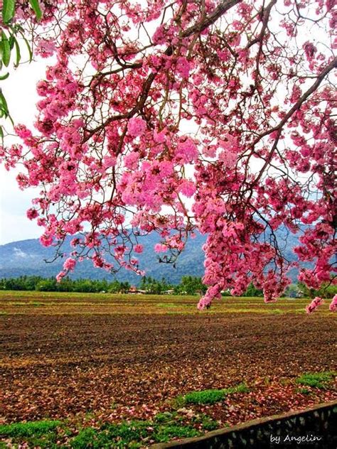 Somethingtobeshared: 19 Foto Gambar Menakjubkan Musim Bunga Mekar Segar