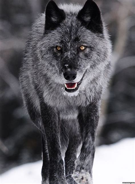 It looks nothing like a wolf. In pictures: Your wolf encounters | Wolf pictures, Wolf ...