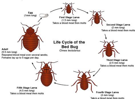 Do Bed Bugs Come Original Size Png Image Pngjoy