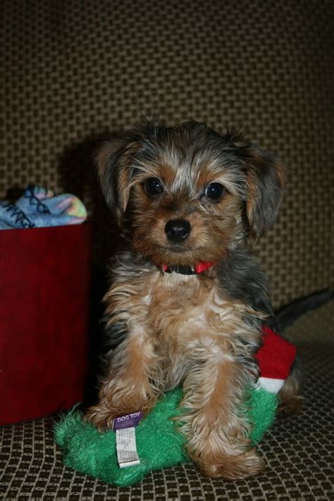 !super talented teacup yorkie puppies for sale! Dorkie (Dachshund Yorkie Mix) Dog Breed Information ...