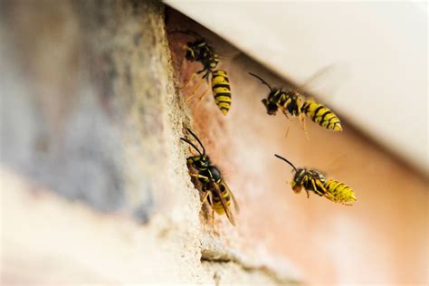 Hiring A Paper Wasp Exterminator