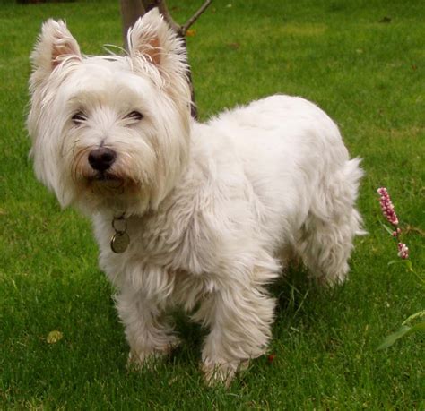 Filewest Highland White Terrier