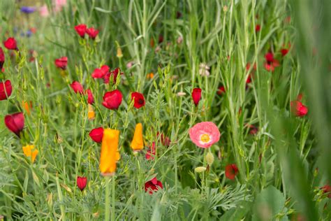 Guide To Wildflower Gardens