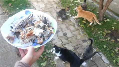 Others consider it to be a risky practice and recommend. 8 Hungry Cats eat Fish! - YouTube