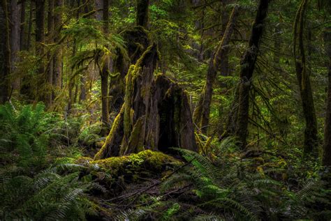 Rainforest British Columbia Vancouver Island Kanada Foto And Bild