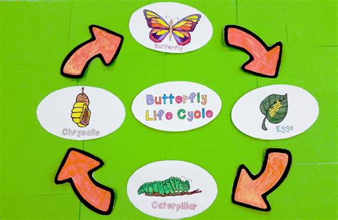 Butterfly Life Cycle Craft Activity 3d Butterfly Life Cycle Craft