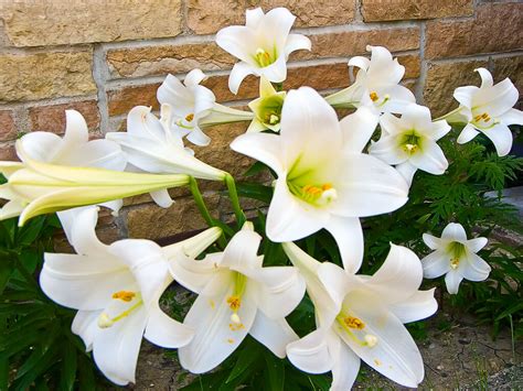 How To Care For Easter Lilies Insteading